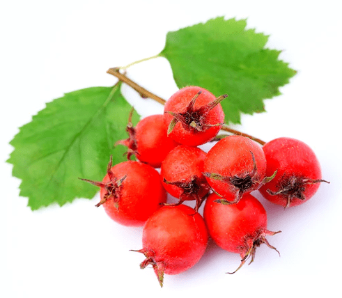Hawthorn στο Tonerin